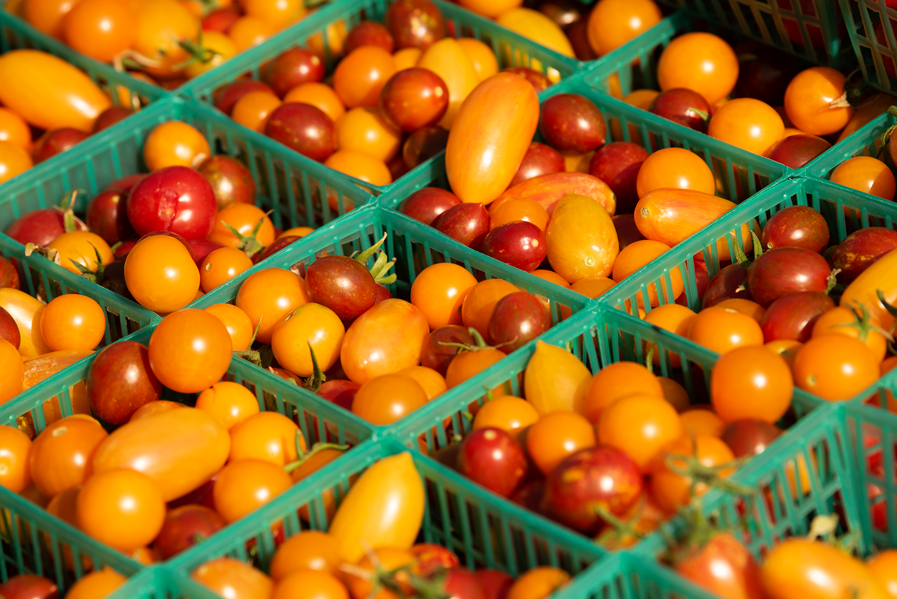 Green baskets filled with yellow and red cherry tomatoes