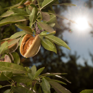Open almond-like seed pod on leafy branch, bright sun flare